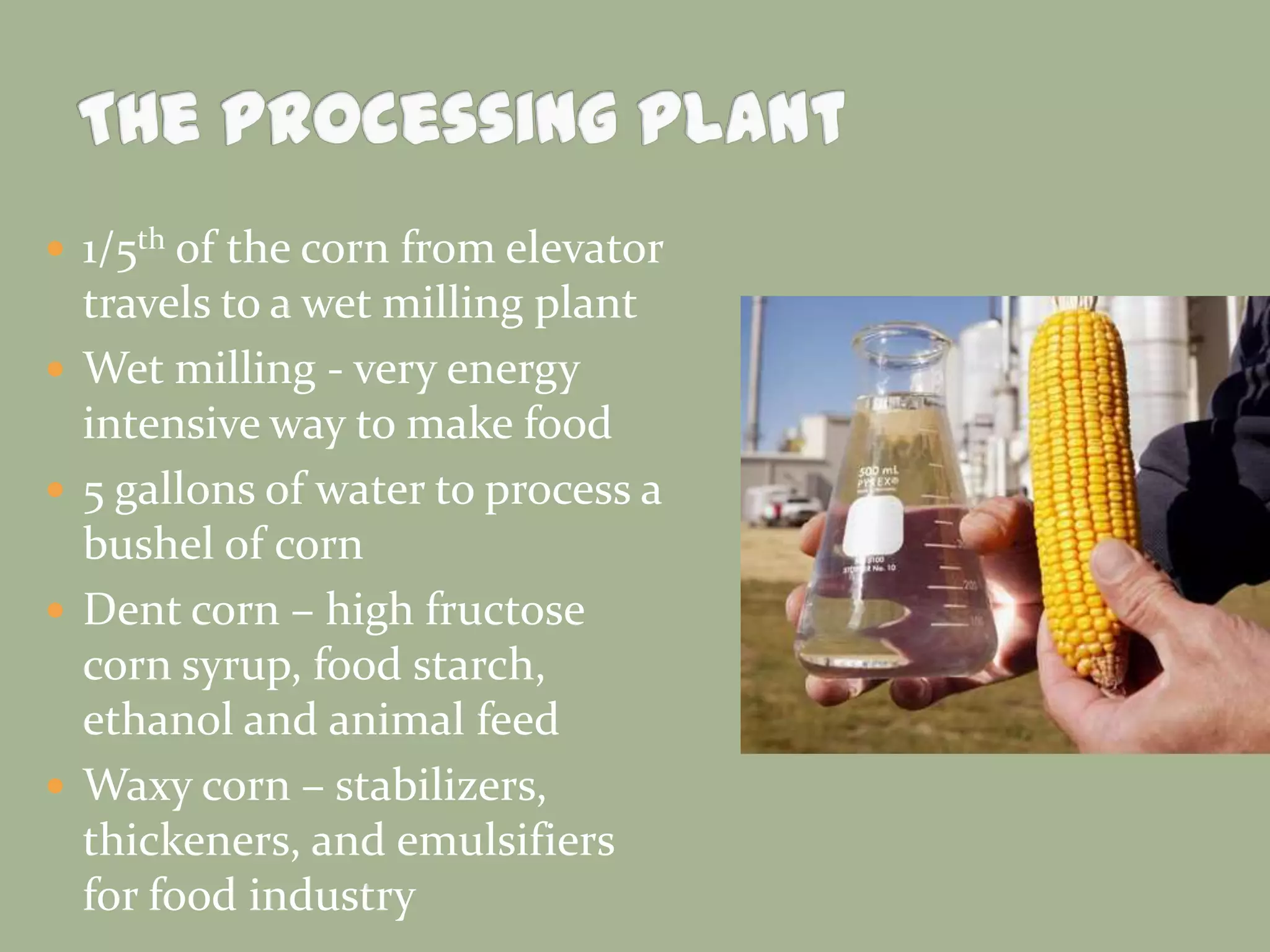  1/5th of the corn from elevator







travels to a wet milling plant
Wet milling - very energy
intensive way to make food
5 gallons of water to process a
bushel of corn
Dent corn – high fructose
corn syrup, food starch,
ethanol and animal feed
Waxy corn – stabilizers,
thickeners, and emulsifiers
for food industry

 