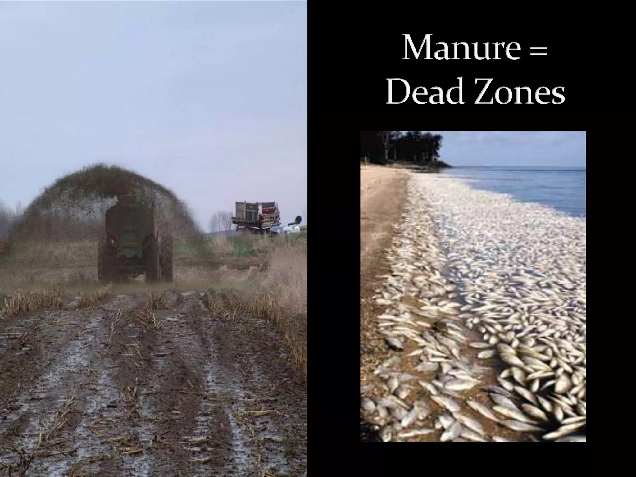 Week 7   Commodity Crops and CAFOs