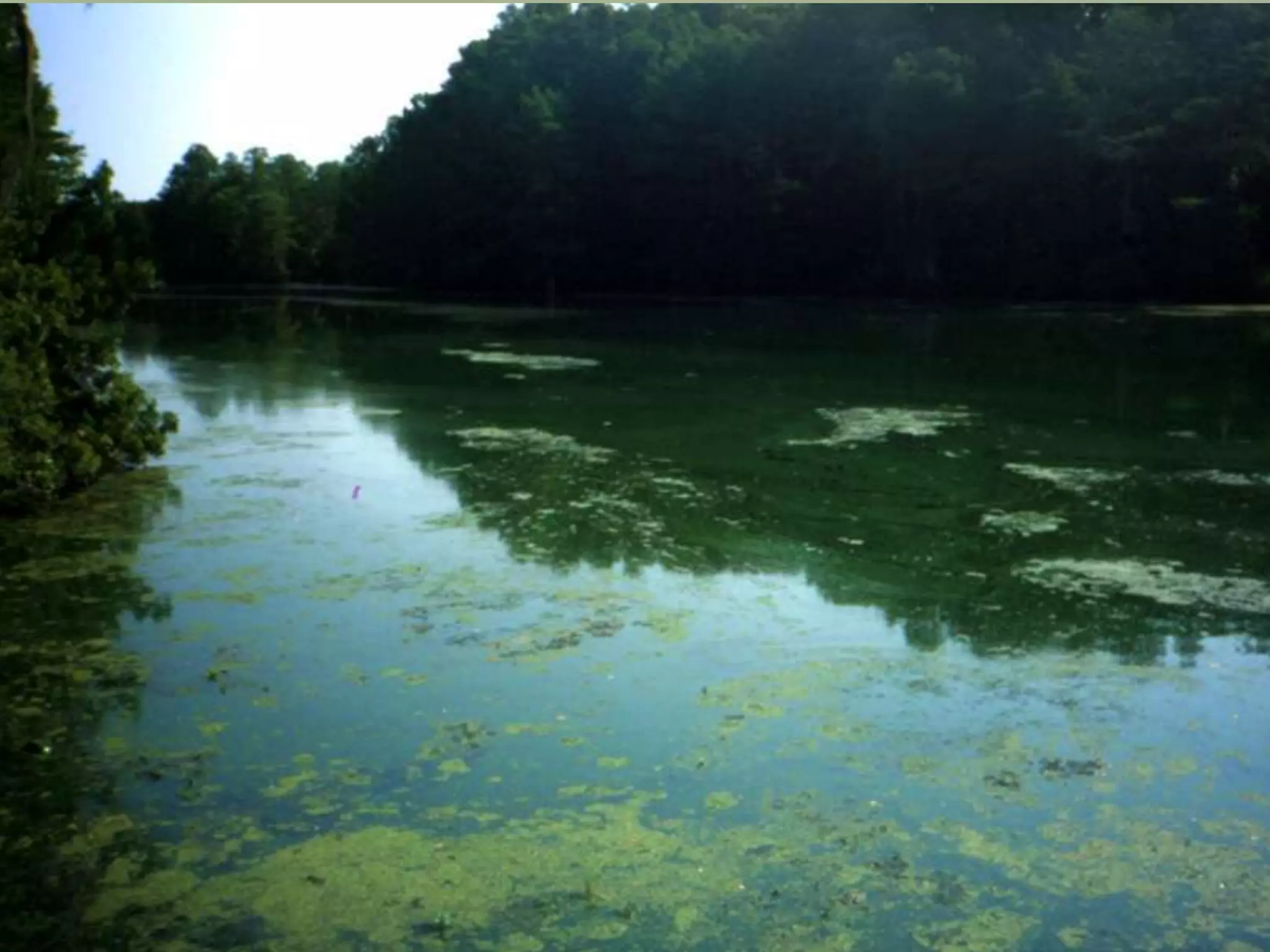 Week 7   Commodity Crops and CAFOs