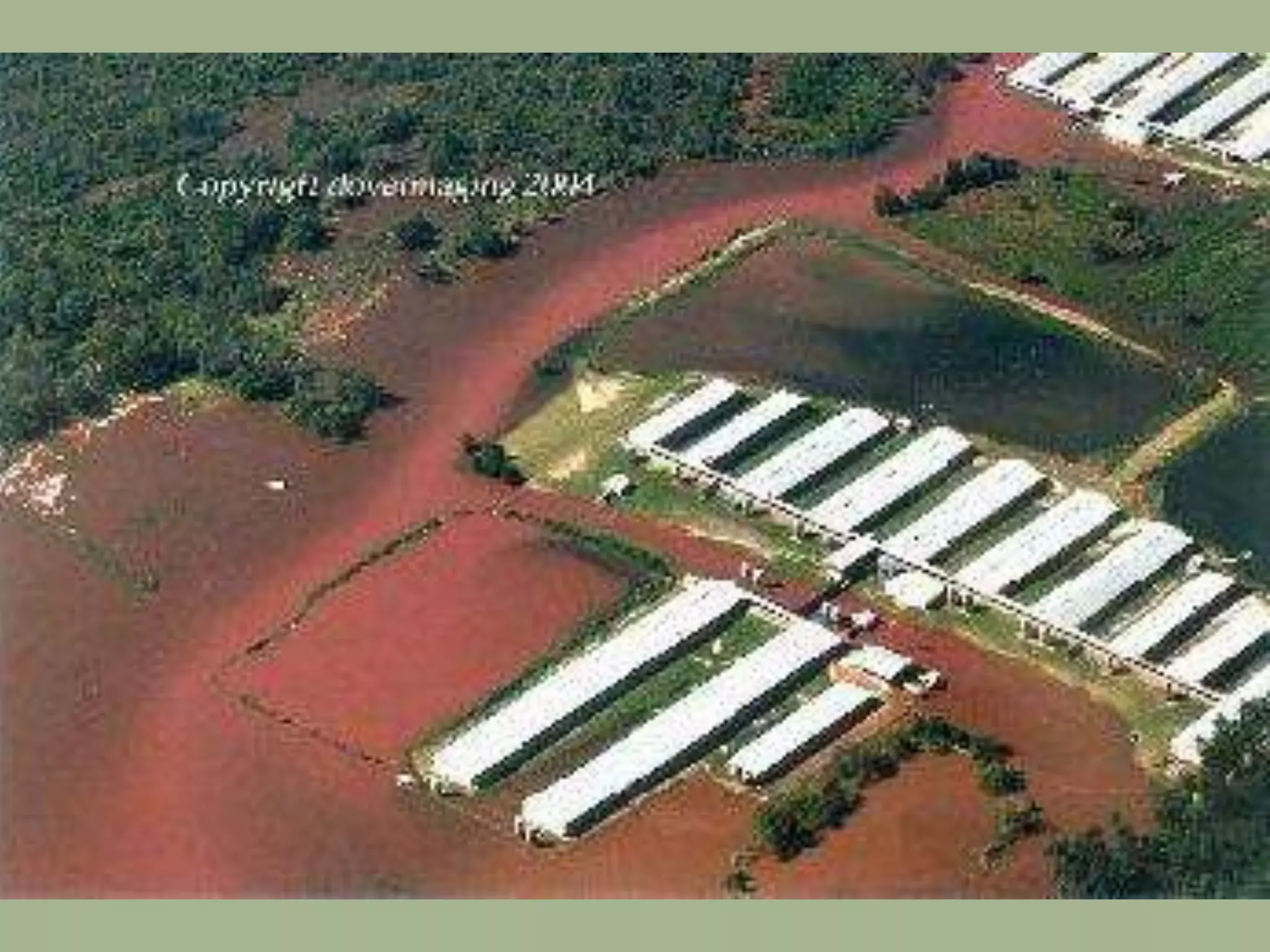 Week 7   Commodity Crops and CAFOs