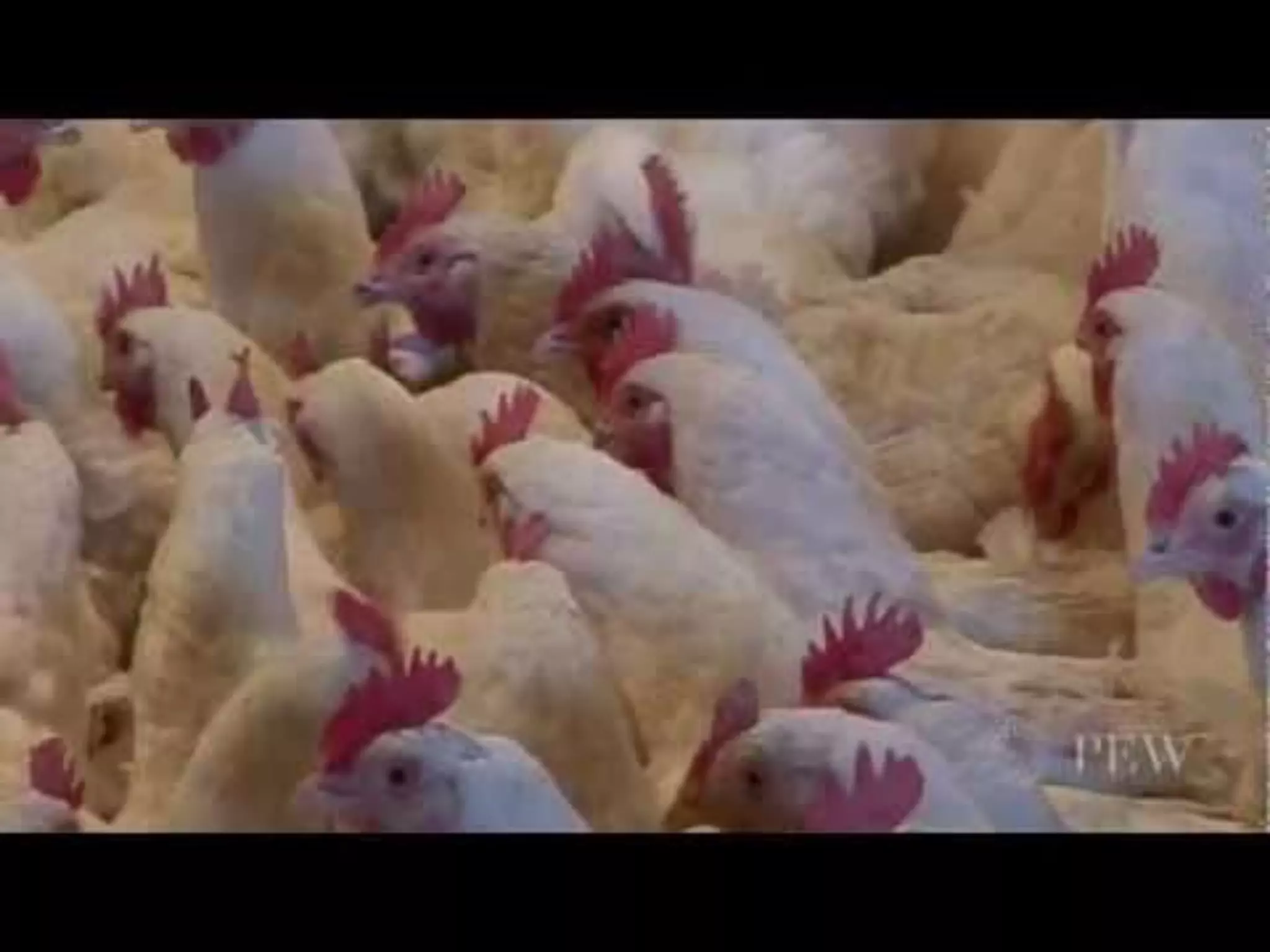 Week 7   Commodity Crops and CAFOs