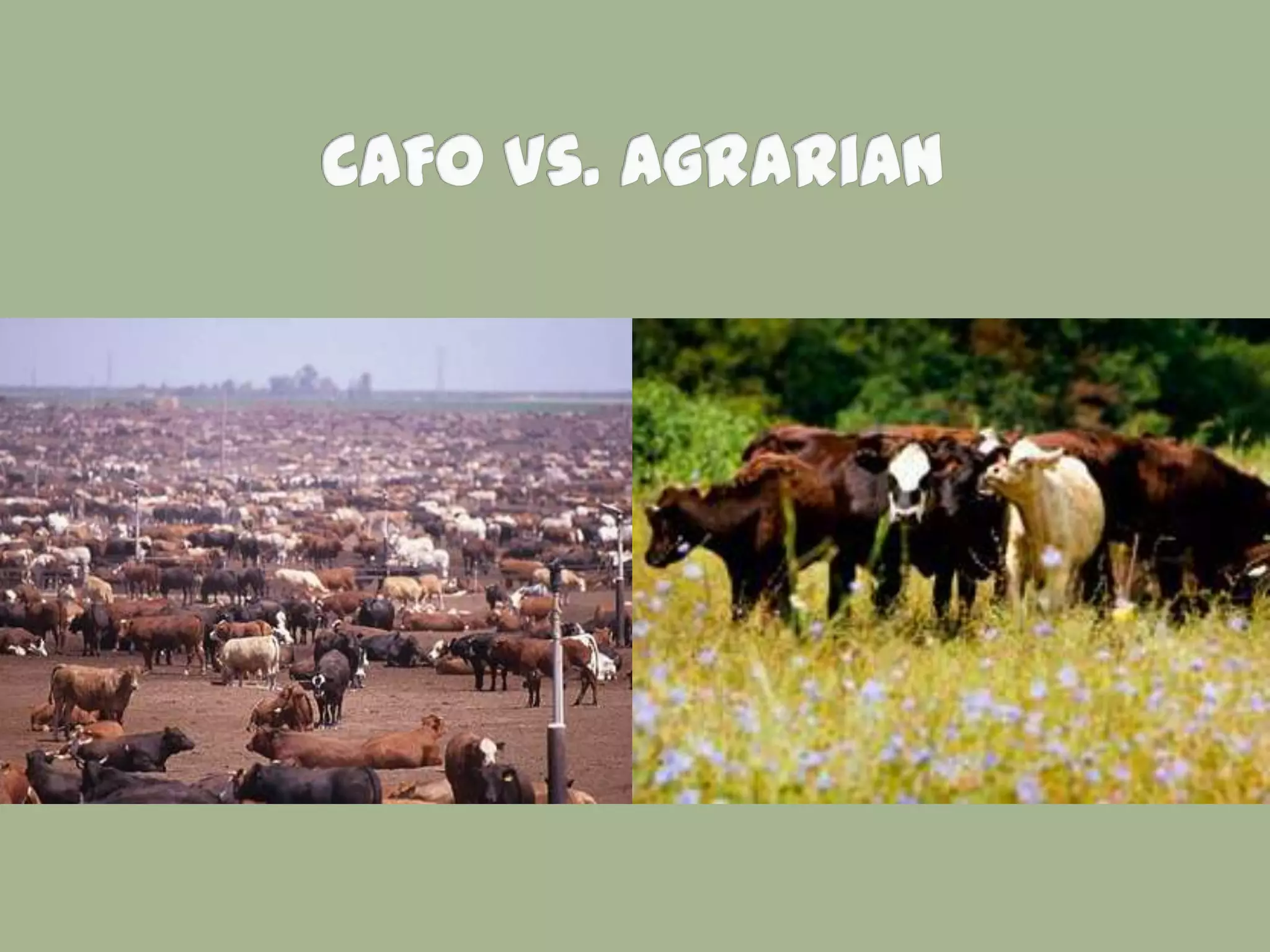 Week 7   Commodity Crops and CAFOs