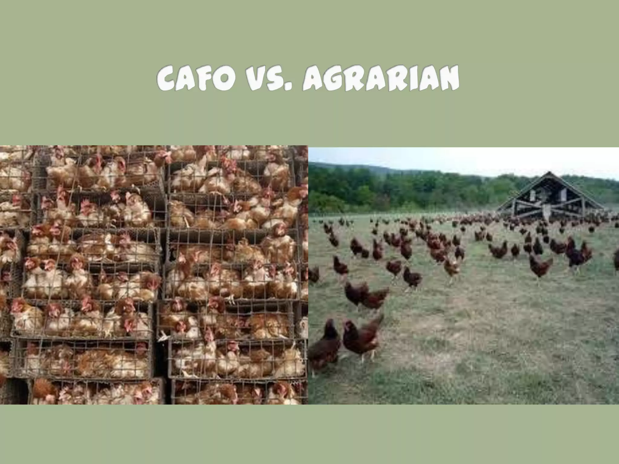 Week 7   Commodity Crops and CAFOs