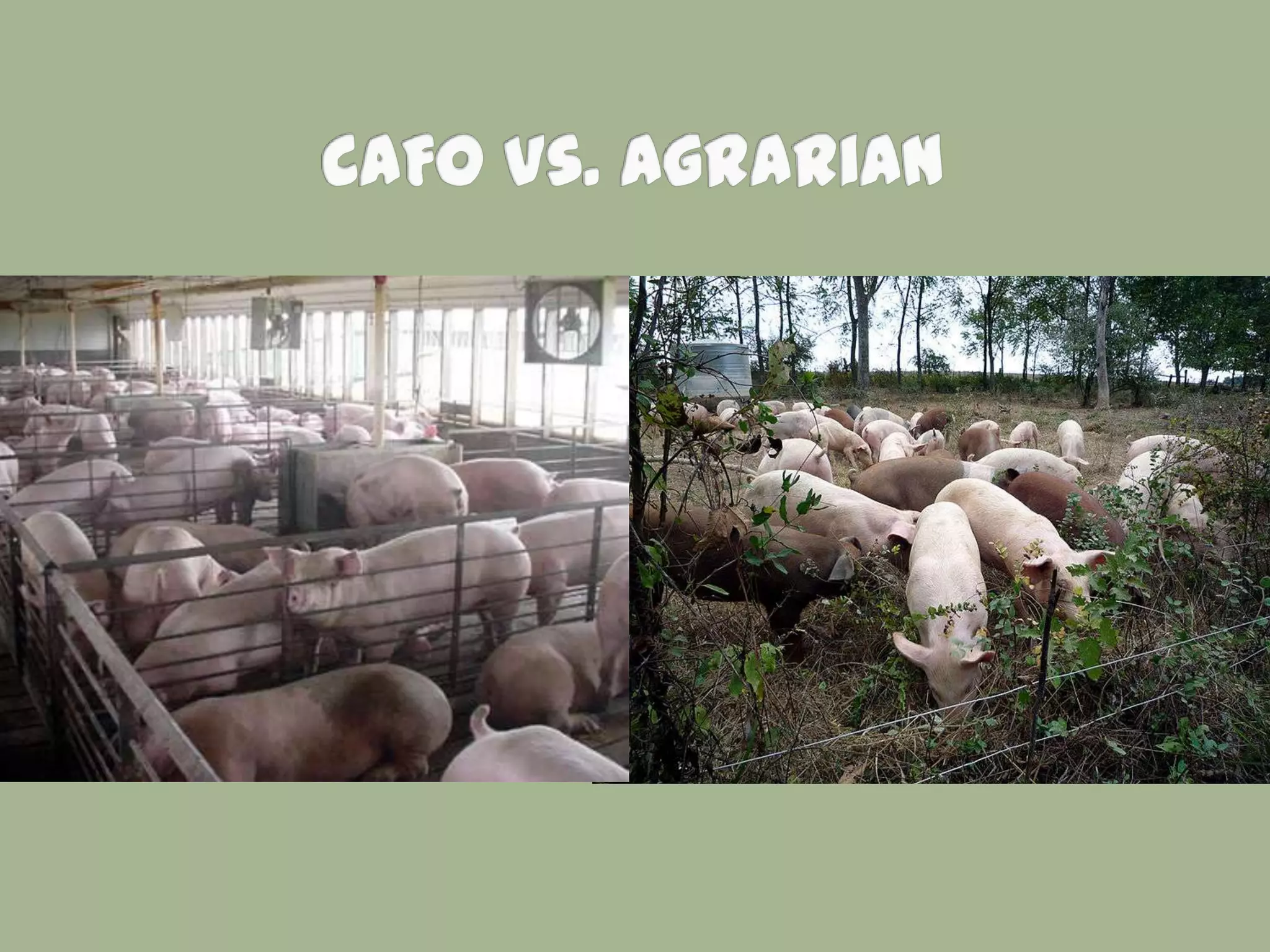 Week 7   Commodity Crops and CAFOs