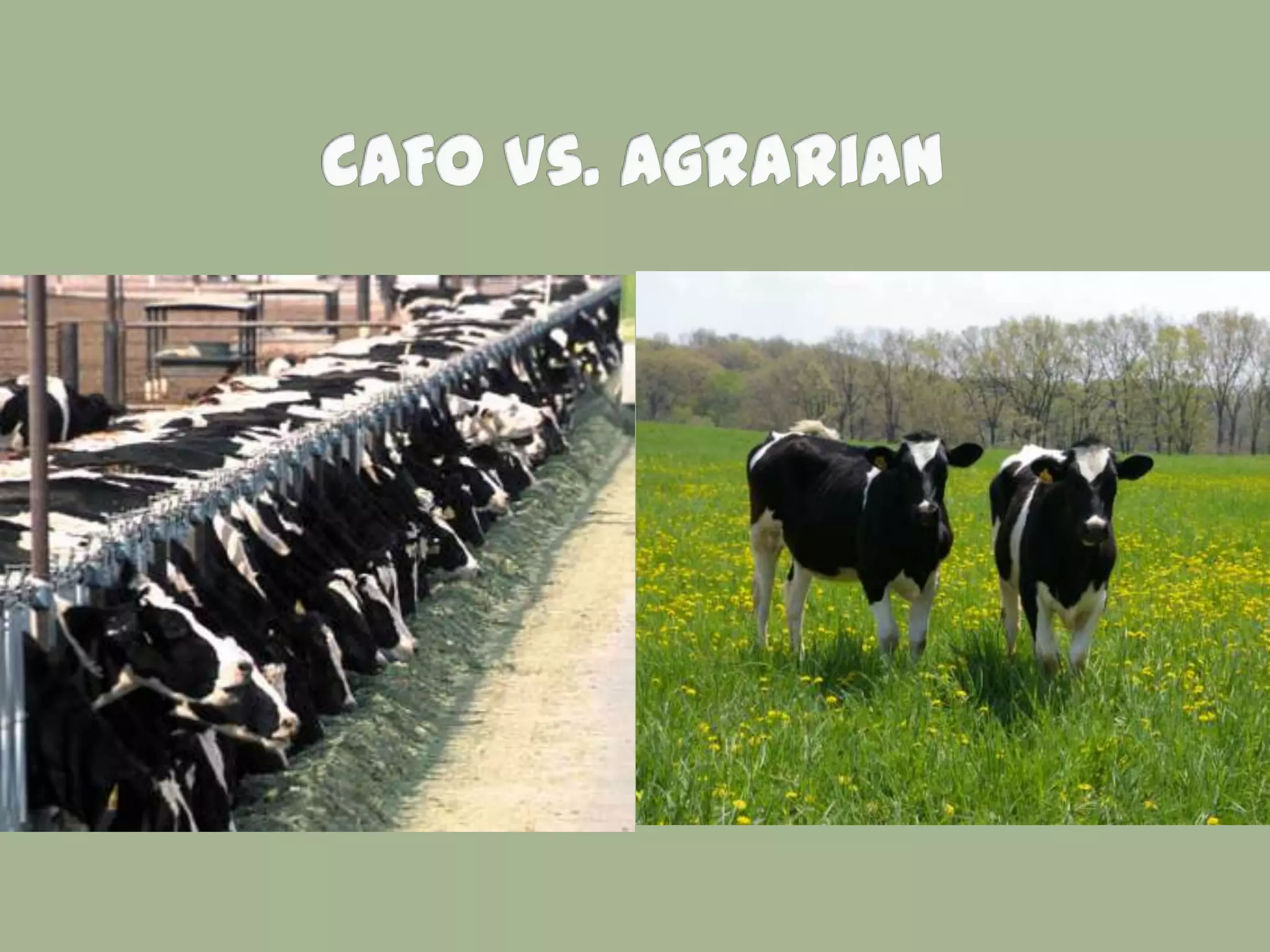 Week 7   Commodity Crops and CAFOs