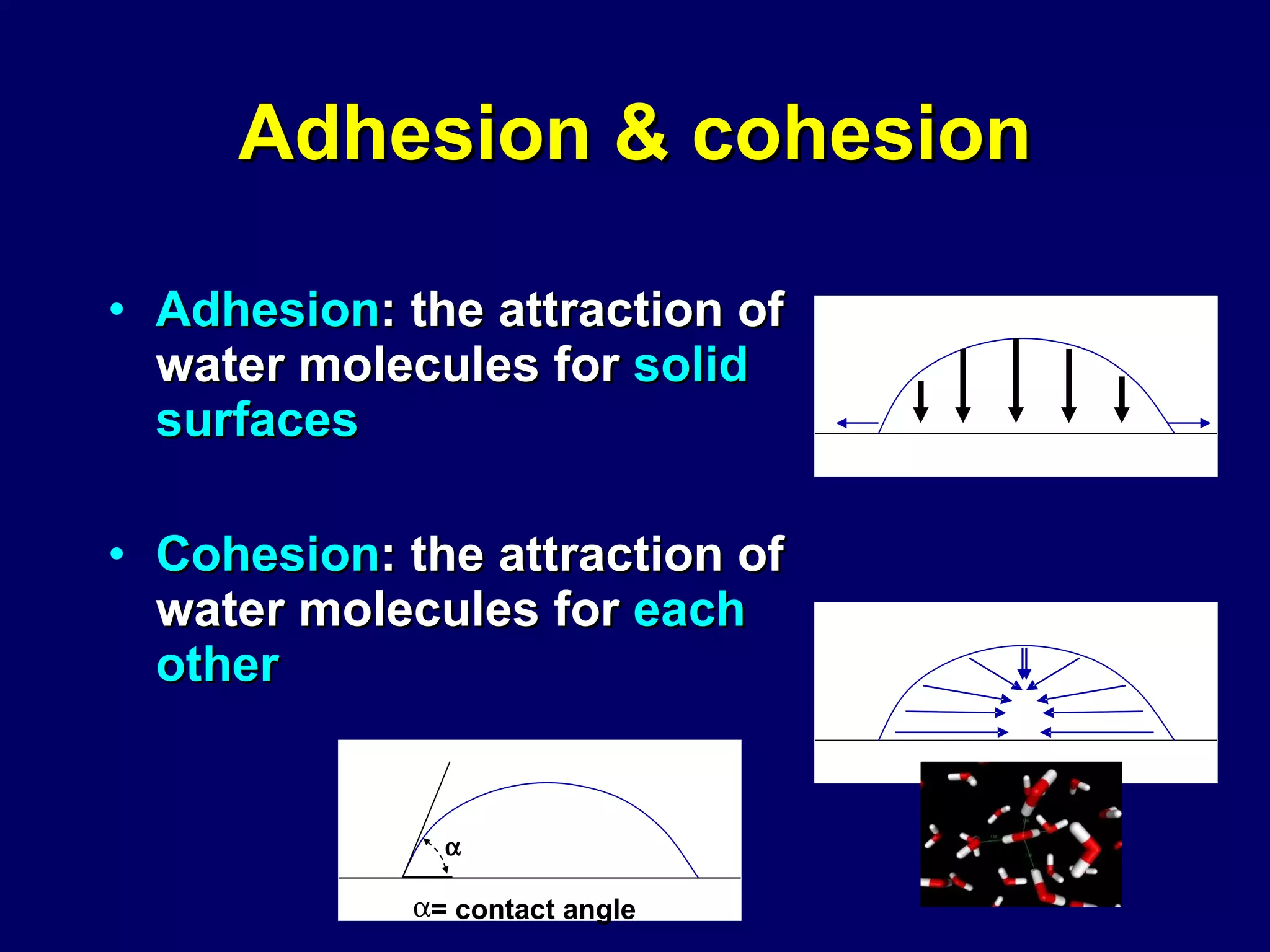 Adhesion & cohesion Adhesion : the attraction of water molecules for  solid surfaces Cohesion : the attraction of water molecules for  each other  = contact angle 
