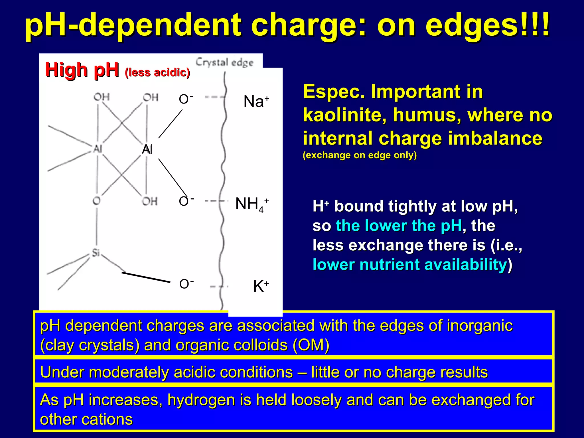 + pH-dependent charge: on edges!!!  Espec. Important in kaolinite, humus, where no internal charge imbalance  (exchange on edge only) H +  bound tightly at low pH, so  the lower the pH , the less exchange there is (i.e.,  lower nutrient availability ) As pH increases, hydrogen is held loosely and can be exchanged for other cations Under moderately acidic conditions – little or no charge results pH dependent charges are associated with the edges of inorganic (clay crystals) and organic colloids (OM) Low pH  (moderately acidic) Al +2 OH OH OH - - - NH 4 + K + Na + High pH  (less acidic) 