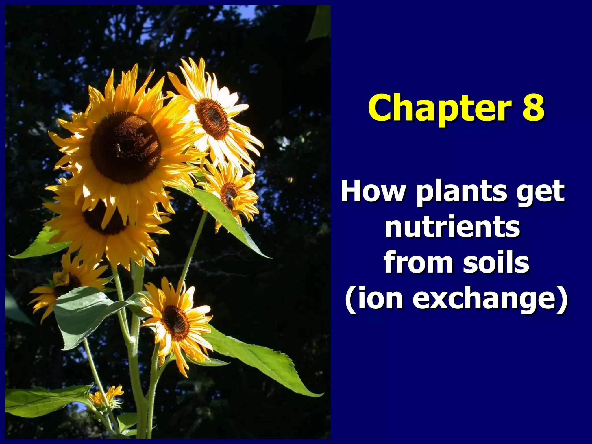 Chapter 8 How plants get  nutrients  from soils (ion exchange) 