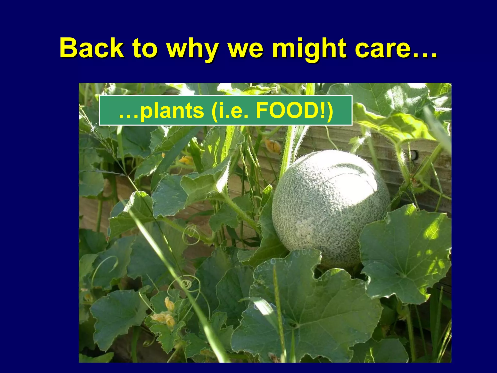 Back to why we might care… … plants (i.e. FOOD!) 