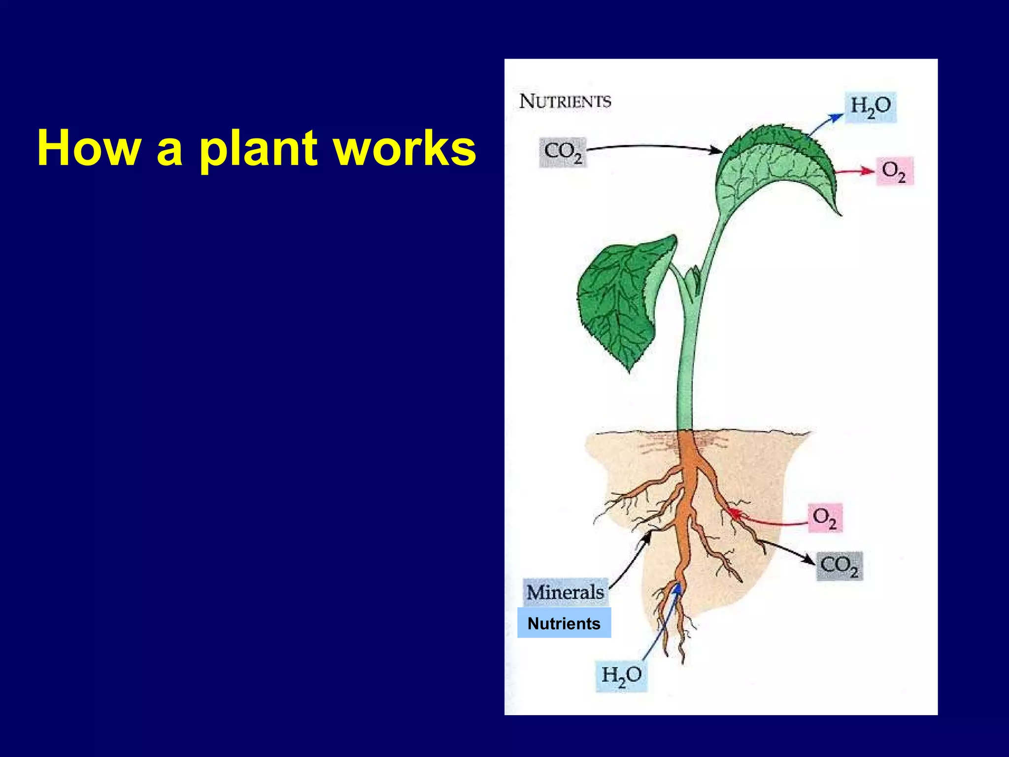 How a plant works Nutrients 