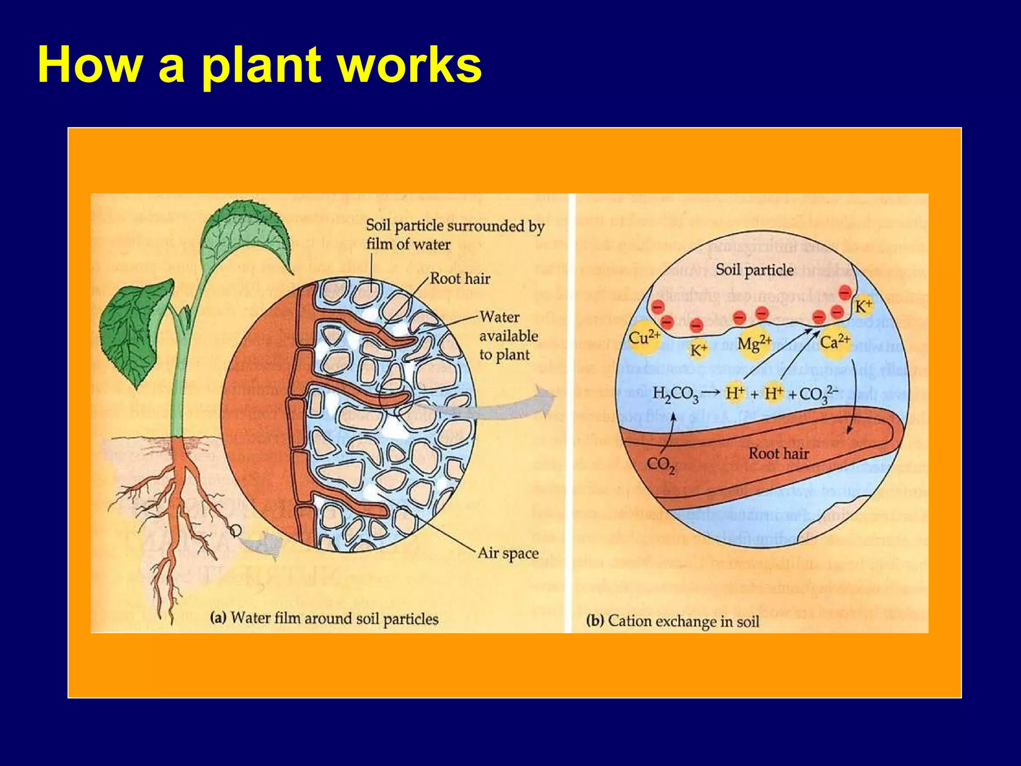 How a plant works 