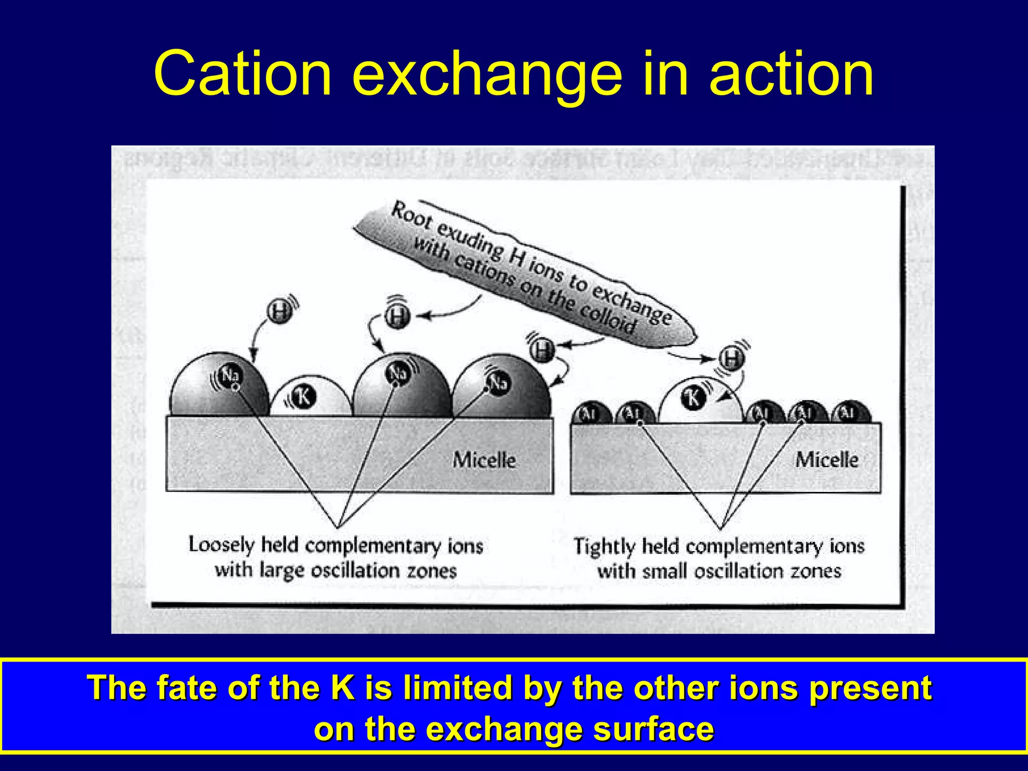 Cation exchange in action The fate of the K is limited by the other ions present  on the exchange surface 
