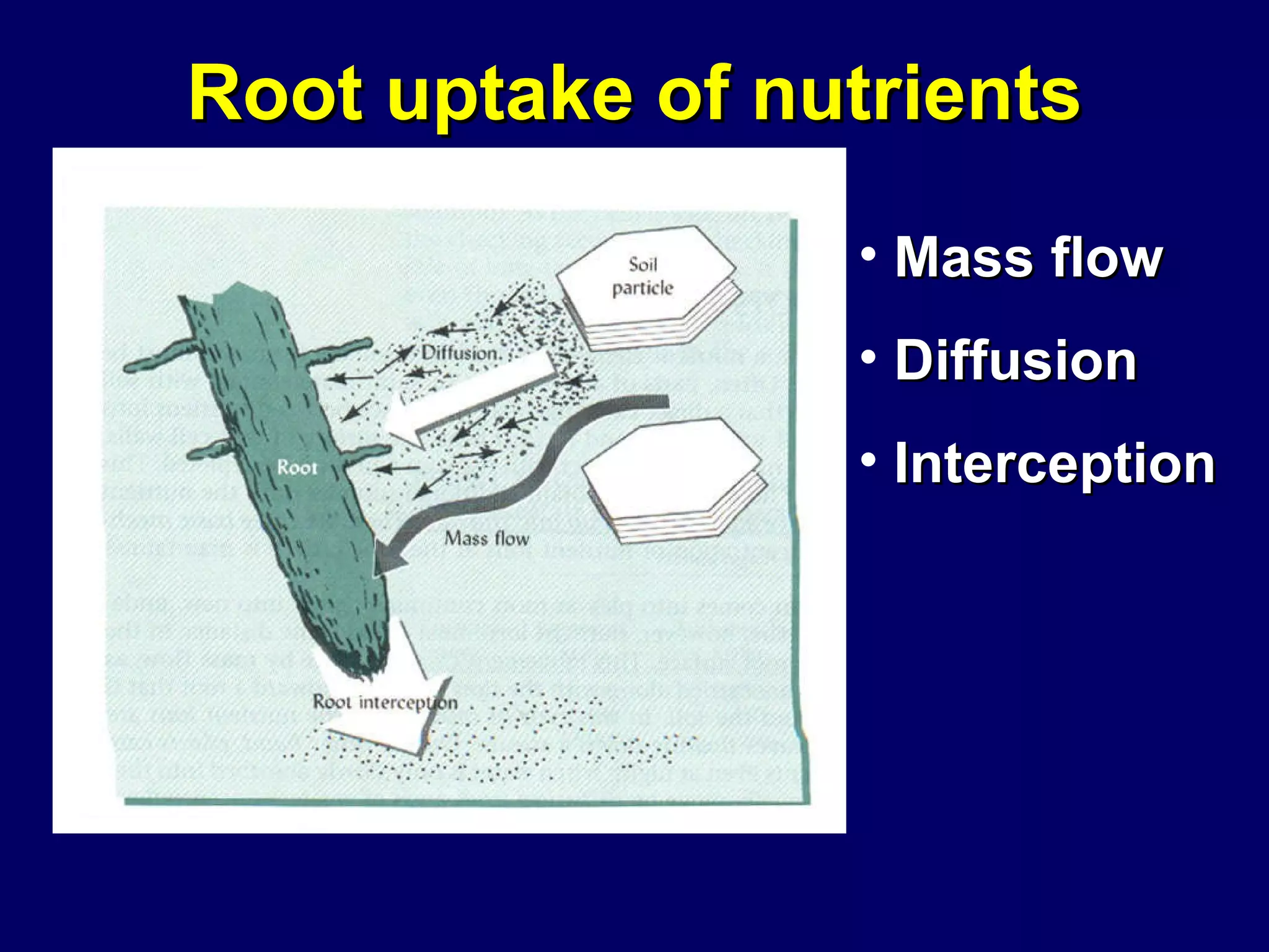 Root uptake of nutrients Mass flow Diffusion Interception 