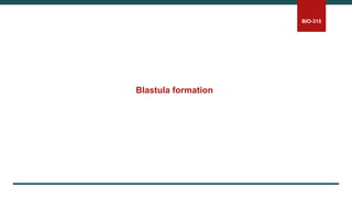 BIO-315
Blastula formation
 