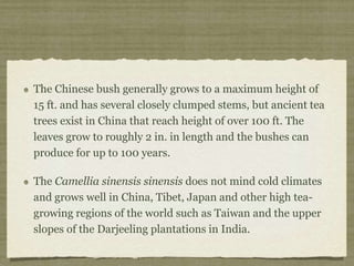 The Chinese bush generally grows to a maximum height of
15 ft. and has several closely clumped stems, but ancient tea
trees exist in China that reach height of over 100 ft. The
leaves grow to roughly 2 in. in length and the bushes can
produce for up to 100 years.
The Camellia sinensis sinensis does not mind cold climates
and grows well in China, Tibet, Japan and other high tea-
growing regions of the world such as Taiwan and the upper
slopes of the Darjeeling plantations in India.
 