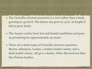 The Camellia sinensis assamica is a tree rather than a bush,
growing to 45-60 ft. The leaves can grow to 14 in. in length if
left to grow freely.
The Assam variety loves hot and humid conditions and goes
on producing for approximately 40 years.
There are 5 main types of Camellia sinensis assamica:
Burma, Manipuri, Lushai, a tender-leafed variety, and a
dark-leafed variety. All give a darker, fuller-flavored tea than
the Chinese bushes.
 