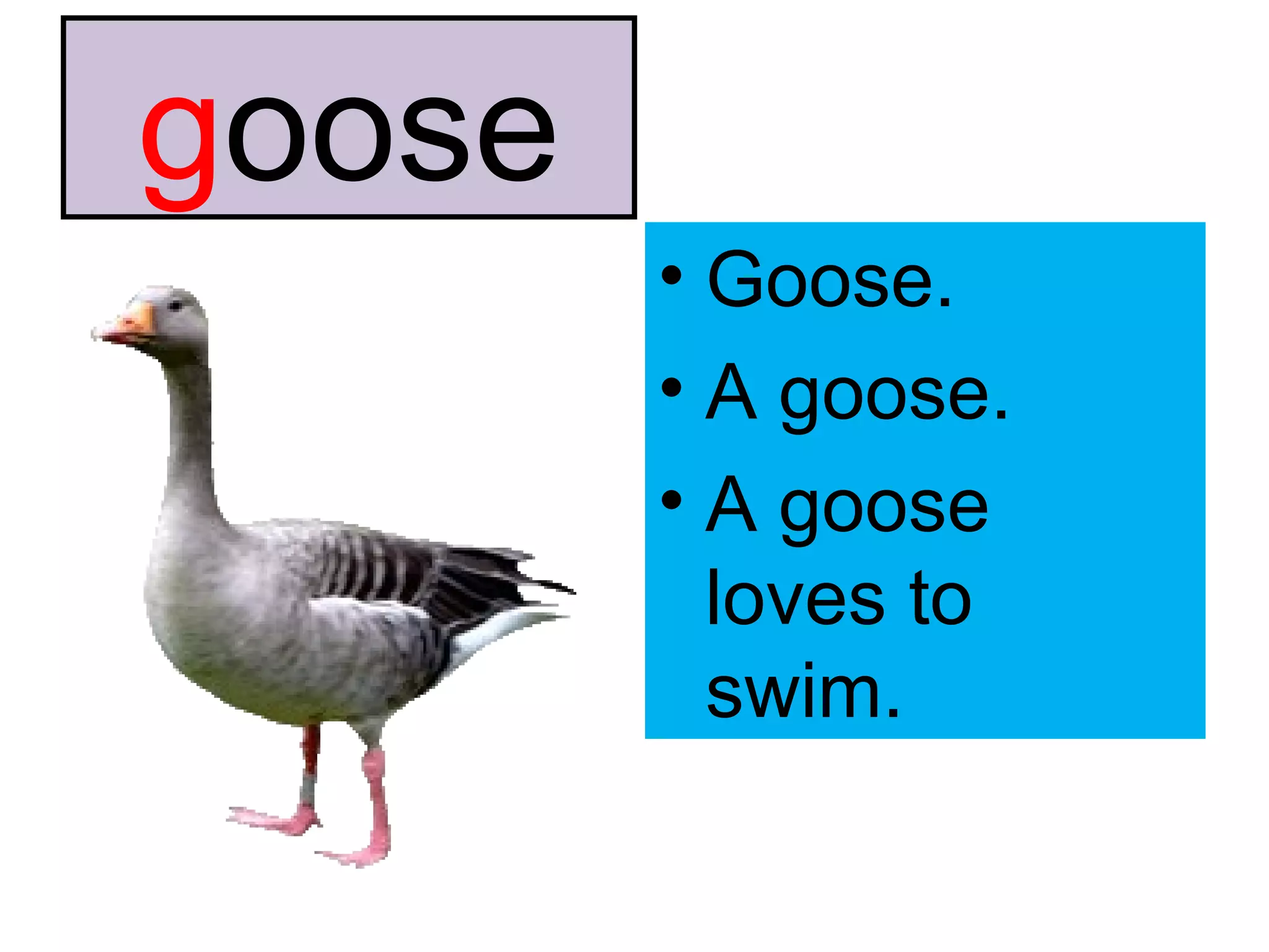 g oose Goose. A goose. A goose loves to swim. 