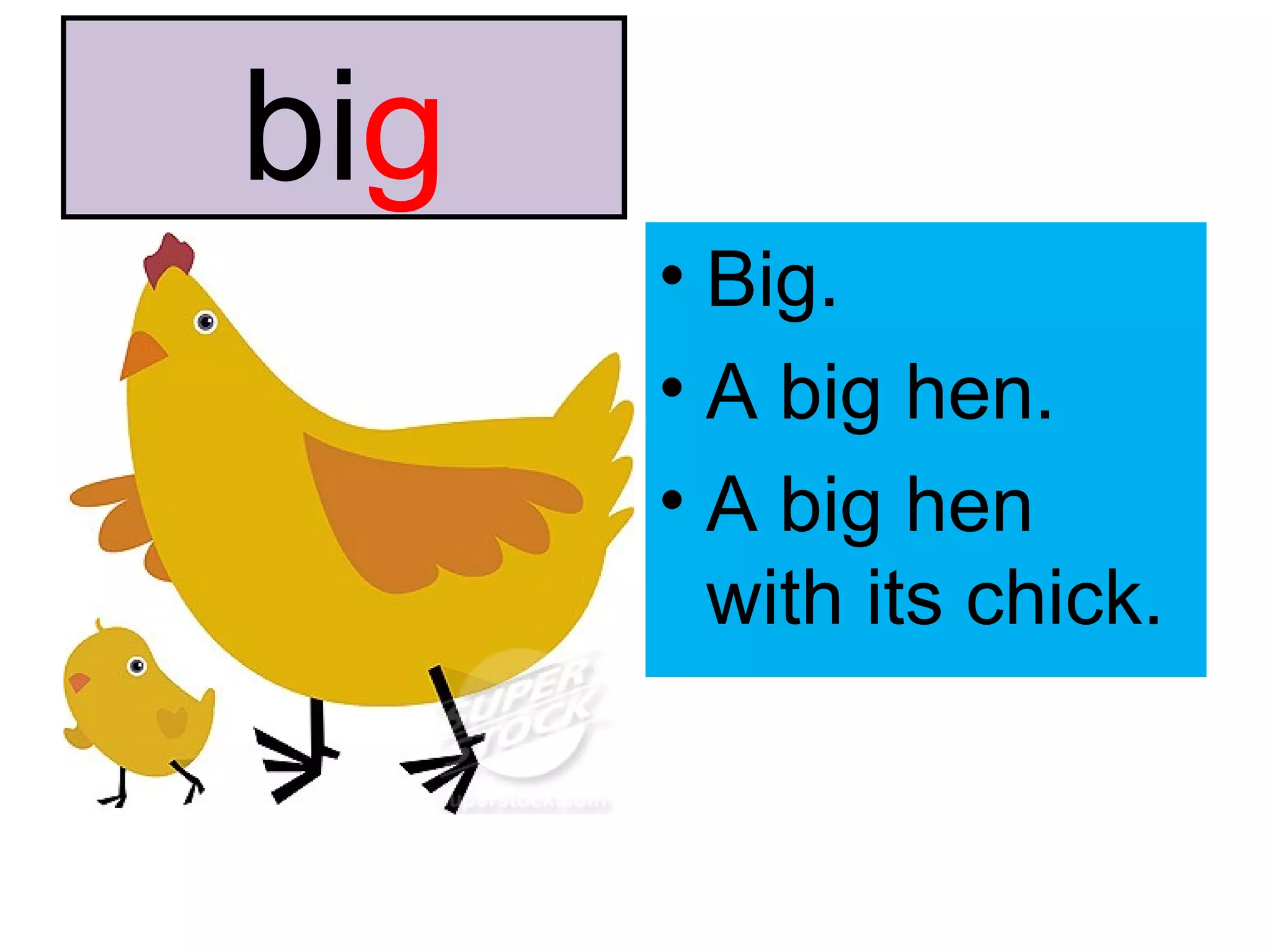bi g Big. A big hen. A big hen with its chick. 