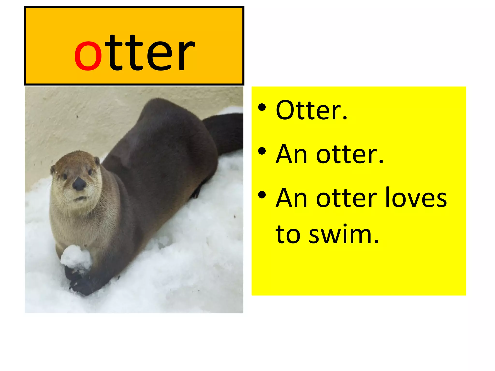o tter Otter. An otter. An otter loves to swim. 