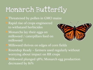 Threatened by pollen in GMO maize
Rapid rise of crops engineered

to withstand herbicides
Monarchs lay their eggs on
milkweed / caterpillars feed on
milkweed
Milkweed thrives on edges of corn fields
Roundup Ready – farmers used regularly without
worrying about impact on RR crops
Milkweed plunged 58%; Monarch egg production
decreased by 81%

 