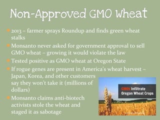 2013 – farmer sprays Roundup and finds green wheat

stalks
Monsanto never asked for government approval to sell
GMO wheat – growing it would violate the law
Tested positive as GMO wheat at Oregon State
If rogue genes are present in America’s wheat harvest –
Japan, Korea, and other customers
say they won’t take it (millions of
dollars)
Monsanto claims anti-biotech
activists stole the wheat and
staged it as sabotage

 