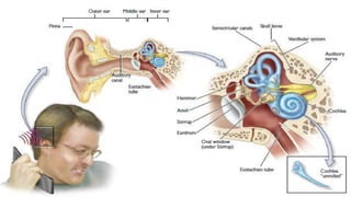AUDITION and its components and sensory organs.pptx