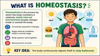 What is Homeostasis?
Homeostasis is the process by which the body maintains a
relatively stable internal environment despite changes inside or
outside the body.
• The body is constantly exposed to changes.
• It keeps internal conditions within a normal range.
• Different body systems work together.
• This balance is necessary for survival.
 