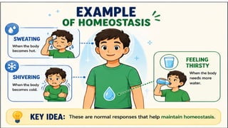 Example
• Sweating
• Shivering
• Feeling thirsty
 