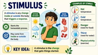 STIMULUS
A stimulus is any change inside or outside the body that
triggers a response.
• Starts the homeostatic process.
• May come from inside or outside the body.
 
