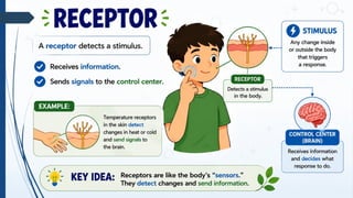 RECEPTOR
A receptor detects a stimulus.
• Receives information.
• Sends signals to the control center.
Example:
Temperature receptors in the skin.
 