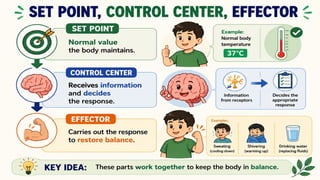 SET POINT, CONTROL CENTER,
EFFECTOR
Set Point – Normal value the body maintains.
Control Center – Receives information and
decides the response.
Effector – Carries out the response to restore
balance.
 
