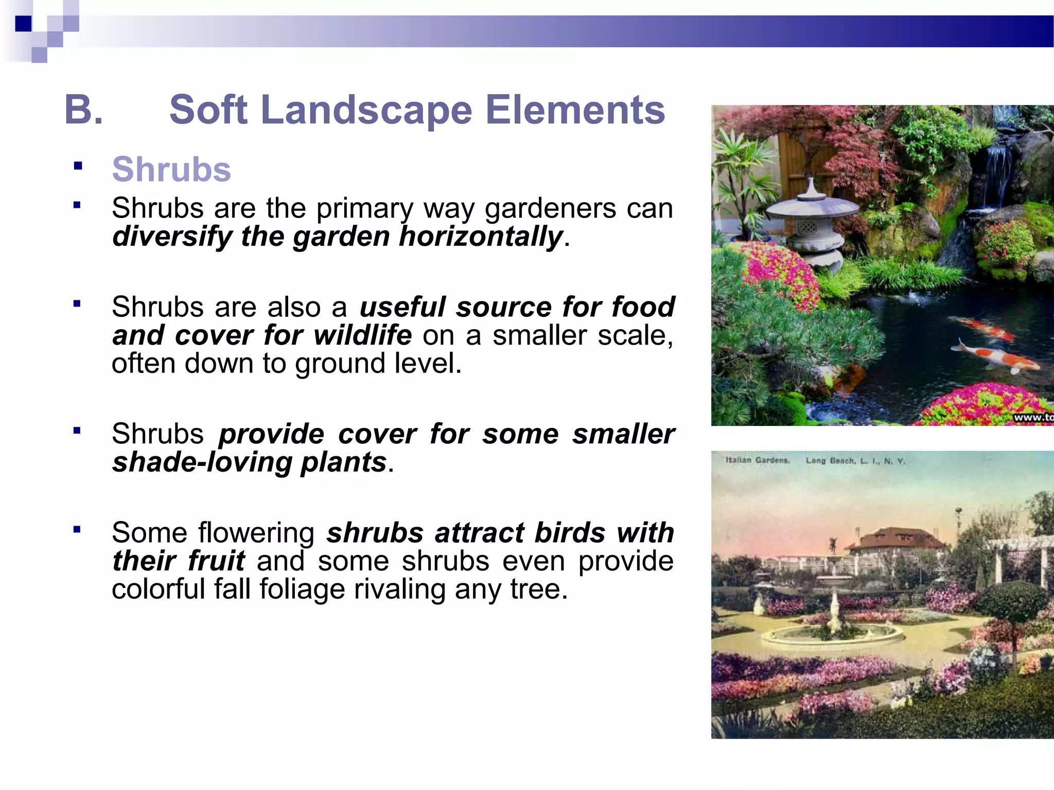 B. Soft Landscape Elements
 Shrubs
 Shrubs are the primary way gardeners can
diversify the garden horizontally.
 Shrubs are also a useful source for food
and cover for wildlife on a smaller scale,
often down to ground level.
 Shrubs provide cover for some smaller
shade-loving plants.
 Some flowering shrubs attract birds with
their fruit and some shrubs even provide
colorful fall foliage rivaling any tree.
 