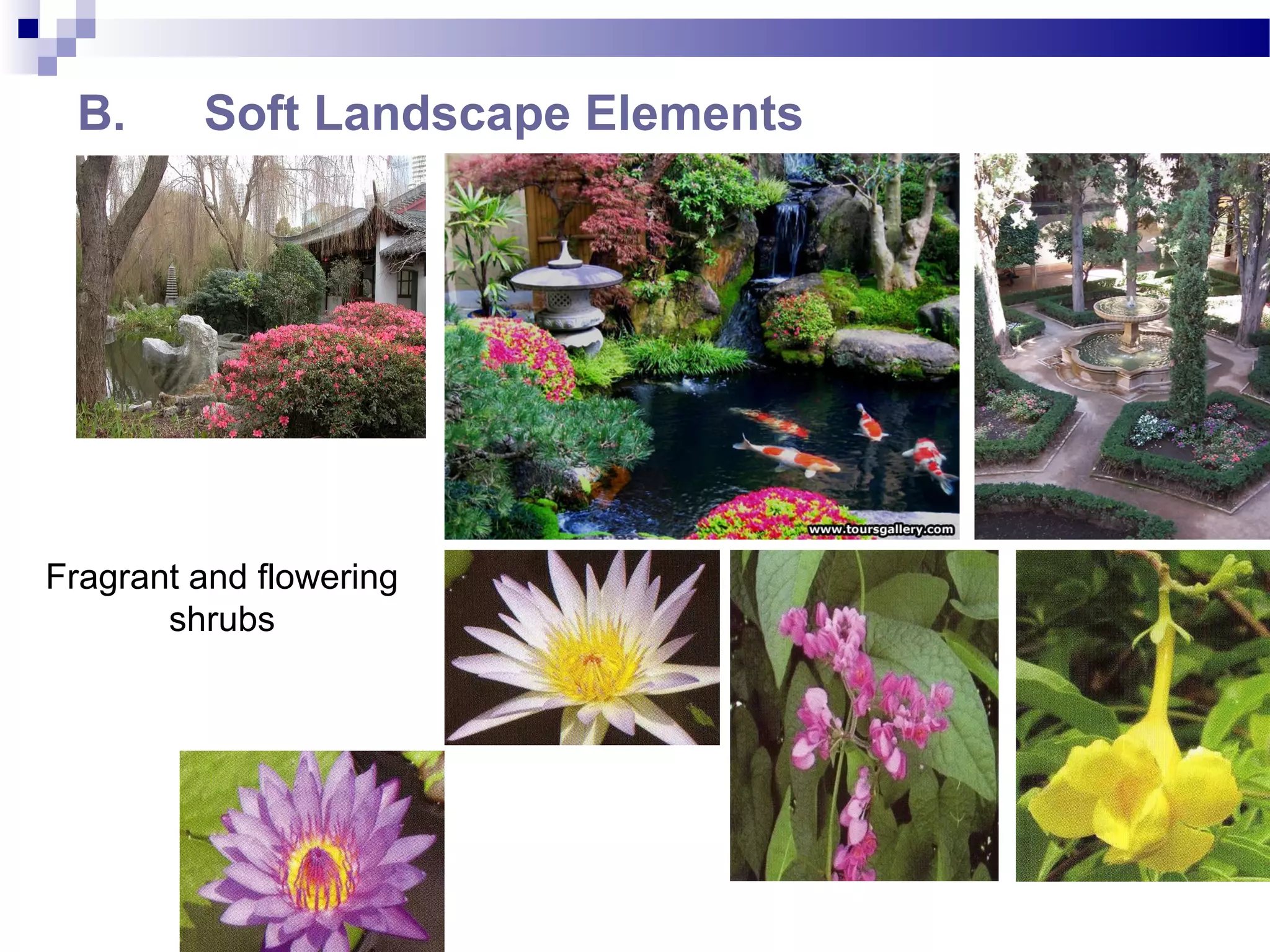 B. Soft Landscape Elements
Fragrant and flowering
shrubs
 