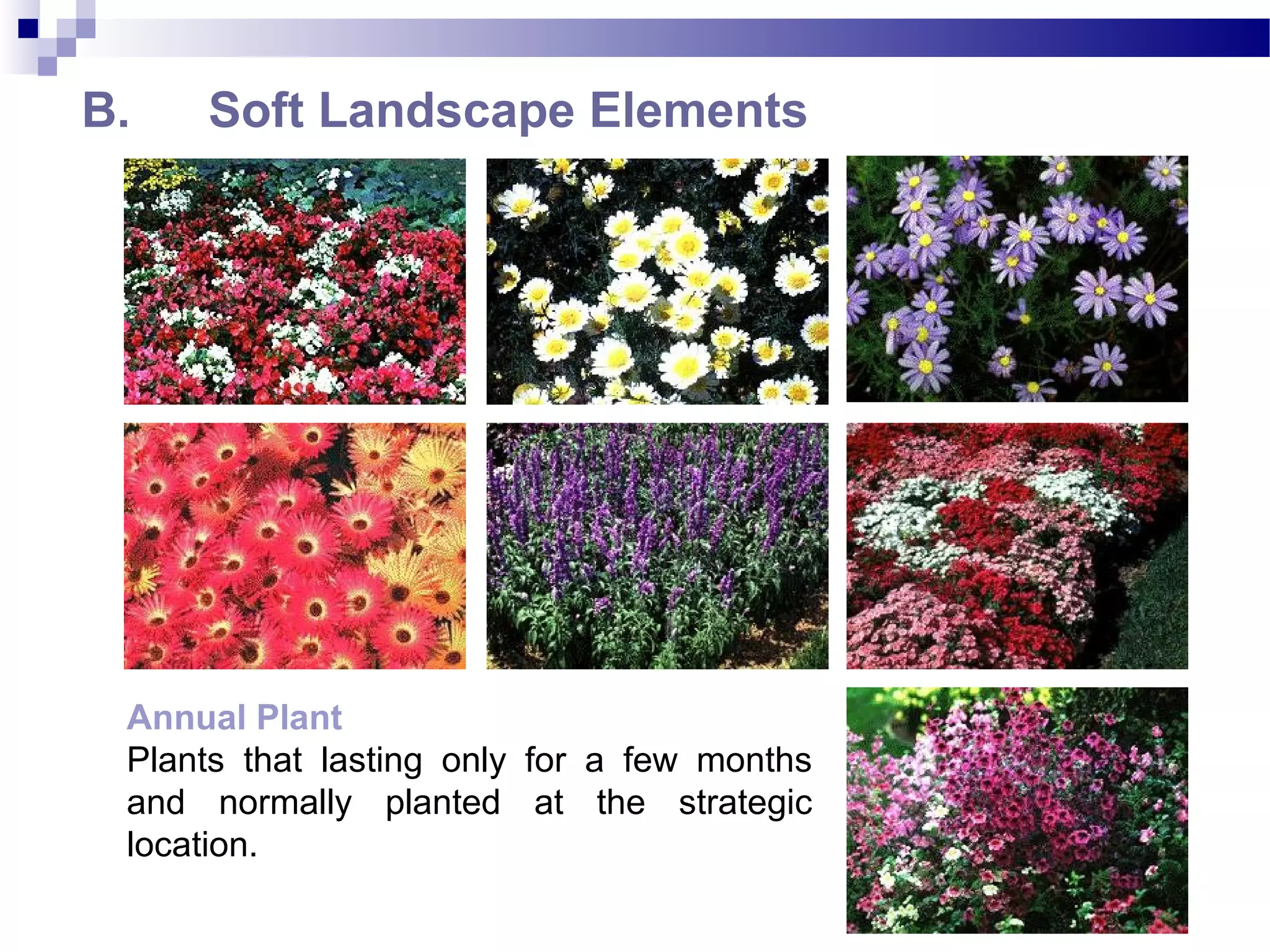 B. Soft Landscape Elements
Annual Plant
Plants that lasting only for a few months
and normally planted at the strategic
location.
 