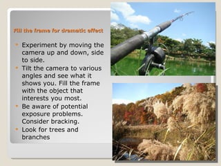 Fill the frame for dramatic effect Experiment by moving the camera up and down, side to side.  Tilt the camera to various angles and see what it shows you. Fill the frame with the object that interests you most.  Be aware of potential exposure problems. Consider bracking. Look for trees and branches 