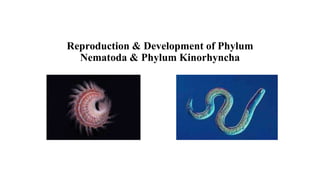 Reproduction & Development of Phylum
Nematoda & Phylum Kinorhyncha
 