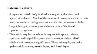 External Features
• A typical nematode body is slender, elongate, cylindrical, and
tapered at both ends. Much of the success of nematodes is due to their
outer, non-cellular, collagenous cuticle, that is continuous with the
foregut, hindgut, sense organs and other parts of the female
reproductive system.
• The cuticle may be smooth, or it may contain spines, bristles,
papillae (small, nipplelike projections), warts, or ridges, all of
which are of taxonomic significance. Three primary layers make
up the cuticle: cortex, matrix layer, and basal layer.
 