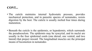 CONT...
• The cuticle maintains internal hydrostatic pressure, provides
mechanical protection, and in parasitic species of nematodes, resists
digestion by the host. The cuticle is usually molted four times during
maturation.
• Beneath the cuticle is the epidermis, or hypodermis, which surrounds
the pseudocoelom. The epidermis may be syncytial, and its nuclei are
usually in the four epidermal cords (one dorsal, one ventral, and two
lateral) that project inward. The longitudinal muscles are the principal
means of locomotion in nematodes
 