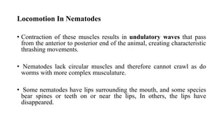 Locomotion In Nematodes
• Contraction of these muscles results in undulatory waves that pass
from the anterior to posterior end of the animal, creating characteristic
thrashing movements.
• Nematodes lack circular muscles and therefore cannot crawl as do
worms with more complex musculature.
• Some nematodes have lips surrounding the mouth, and some species
bear spines or teeth on or near the lips, In others, the lips have
disappeared.
 