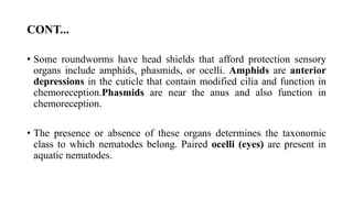 CONT...
• Some roundworms have head shields that afford protection sensory
organs include amphids, phasmids, or ocelli. Amphids are anterior
depressions in the cuticle that contain modified cilia and function in
chemoreception.Phasmids are near the anus and also function in
chemoreception.
• The presence or absence of these organs determines the taxonomic
class to which nematodes belong. Paired ocelli (eyes) are present in
aquatic nematodes.
 