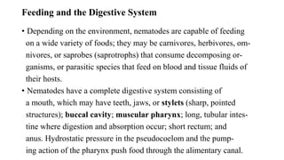Feeding and the Digestive System
• Depending on the environment, nematodes are capable of feeding
on a wide variety of foods; they may be carnivores, herbivores, om-
nivores, or saprobes (saprotrophs) that consume decomposing or-
ganisms, or parasitic species that feed on blood and tissue fluids of
their hosts.
• Nematodes have a complete digestive system consisting of
a mouth, which may have teeth, jaws, or stylets (sharp, pointed
structures); buccal cavity; muscular pharynx; long, tubular intes-
tine where digestion and absorption occur; short rectum; and
anus. Hydrostatic pressure in the pseudocoelom and the pump-
ing action of the pharynx push food through the alimentary canal.
 