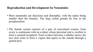 Reproduction and Development In Nematodes
• Most nematodes are dioecious and dimorphic, with the males being
smaller than the females. The long coiled gonads lie free in the
pseudocoelom.
• The female system consists of a pair of convoluted ovaries. Each
ovary is continuous with an oviduct whose proximal end is swollen to
form a seminal receptacle. Each oviduct becomes a tubular uterus; the
two uteri unite to form a vagina that opens to the outside through a
genital pore.
 