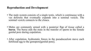 Reproduction and Development
• The male system consists of a single testis, which is continuous with a
vas deferens that eventually expands into a seminal vesicle. The
seminal vesicle connects to the cloaca.
• Males are commonly armed with a posterior flap of tissue called a
bursa. The bursa aids the male in the transfer of sperm to the female
genital pore during copulation.
• After copulation, hydrostatic forces in the pseudocoelom move each
fertilized egg to the gonopore[genital pore].
 