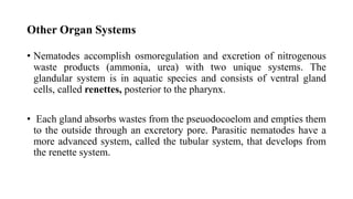 Other Organ Systems
• Nematodes accomplish osmoregulation and excretion of nitrogenous
waste products (ammonia, urea) with two unique systems. The
glandular system is in aquatic species and consists of ventral gland
cells, called renettes, posterior to the pharynx.
• Each gland absorbs wastes from the pseuodocoelom and empties them
to the outside through an excretory pore. Parasitic nematodes have a
more advanced system, called the tubular system, that develops from
the renette system.
 