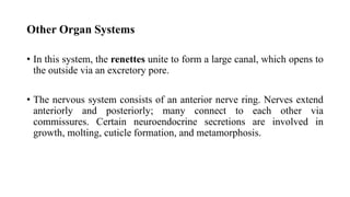 Other Organ Systems
• In this system, the renettes unite to form a large canal, which opens to
the outside via an excretory pore.
• The nervous system consists of an anterior nerve ring. Nerves extend
anteriorly and posteriorly; many connect to each other via
commissures. Certain neuroendocrine secretions are involved in
growth, molting, cuticle formation, and metamorphosis.
 