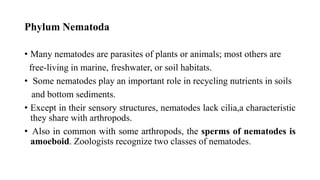 Phylum Nematoda
• Many nematodes are parasites of plants or animals; most others are
free-living in marine, freshwater, or soil habitats.
• Some nematodes play an important role in recycling nutrients in soils
and bottom sediments.
• Except in their sensory structures, nematodes lack cilia,a characteristic
they share with arthropods.
• Also in common with some arthropods, the sperms of nematodes is
amoeboid. Zoologists recognize two classes of nematodes.
 