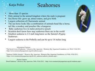 Seahorses     More than 15 species  Only animal in the animal kingdom where the male is pregnant Sea Horse life- grow up, attract mates, and give birth   Largest collection of Charismatic animal   The sea horse looks like a combination of animals-head like a horse, tail like a monkey and pouches like a kangaroo   Baby seahorses live in males protective pouch  Scientist don't know how may seahorses there are in the world  Smallest seahorse is 1/2 inch long know as the Satomi's Pygmy Seahorses   Largest seahorse is the Potbelly and can be up to 14 inches long    Katja Peller                               Information Citations:   "The Secret Lives of Seahorses ."  Monterey Bay Aquarium  . Monterey Bay Aquarium Foundation, n.d. Web. 9 Feb 2011. <http://www.montereybayaquarium.org/efc/seahorse.aspx>.    "Seahorse Exhibit Animals ."  Monterey Bay Aquarium  . Monterey Bay Aquarium Foundation, n.d. Web. 9 Feb 2011. <https://www.montereybayaquarium.org/efc/efc_seahorse/seahorse_animals.aspx>.                                Picture Citation: Dwarf Seahorse."  Monterey Bay Aquarium . Web. 9 Feb 2011. <http://www.montereybayaquarium.org/efc/seahorse.aspx>.    