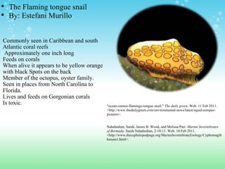 Commonly seen in Caribbean and south Atlantic coral reefs   Approximately one inch long  Feeds on corals When alive it appears to be yellow orange with black Spots on the back  Member of the octopus, oyster family. Seen in places from North Carolina to Florida.  Lives and feeds on Gorgonian corals Is toxic.    "ocean-census-flamingo-tongue-snail."  The daily green . Web. 11 Feb 2011. <http://www.thedailygreen.com/environmental-news/latest/squid-octopus-pictures>.      Nahabedian, Sarah, James B. Wood, and Melissa Parr.  Marine Invertebrates of Bermuda . Sarah Nahabedian, 2-10-11. Web. 10 Feb 2011. <http://www.thecephalopodpage.org/MarineInvertebrateZoology/Cyphomagibbosum1.html>.    The Flaming tongue snail By: Estefani Murillo  