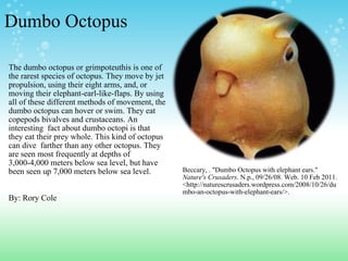 Dumbo Octopus The dumbo octopus or grimpoteuthis is one of the rarest species of octopus. They move by jet propulsion, using their eight arms, and, or moving their elephant-earl-like-flaps. By using all of these different methods of movement, the dumbo octopus can hover or swim. They eat copepods bivalves and crustaceans. An interesting  fact about dumbo octopi is that they eat their prey whole. This kind of octopus can dive  farther than any other octopus. They are seen most frequently at depths of 3,000-4,000 meters below sea level, but have been seen up 7,000 meters below sea level.    By: Rory Cole Beccary, . "Dumbo Octopus with elephant ears."  Nature's Crusaders . N.p., 09/26/08. Web. 10 Feb 2011. <http://naturescrusaders.wordpress.com/2008/10/26/dumbo-an-octopus-with-elephant-ears/>.  