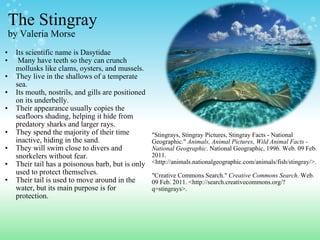 The Stingray by Valeria Morse Its scientific name is Dasytidae   Many have teeth so they can crunch mollusks like clams, oysters, and mussels.  They live in the shallows of a temperate sea.   Its mouth, nostrils, and gills are positioned on its underbelly.   Their appearance usually copies the seafloors shading, helping it hide from predatory sharks and larger rays.  They spend the majority of their time inactive, hiding in the sand.   They will swim close to divers and snorkelers without fear.   Their tail has a poisonous barb, but is only used to protect themselves.   Their tail is used to move around in the water, but its main purpose is for protection. "Stingrays, Stingray Pictures, Stingray Facts - National Geographic."  Animals, Animal Pictures, Wild Animal Facts - National Geographic . National Geographic, 1996. Web. 09 Feb. 2011. <http://animals.nationalgeographic.com/animals/fish/stingray/>. "Creative Commons Search."  Creative Commons Search . Web. 09 Feb. 2011. <http://search.creativecommons.org/?q=stingrays>.  